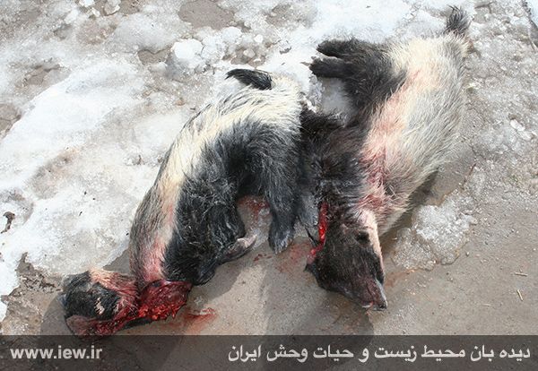 کشتار بیرحمانه یک جفت رودک عسلخوار در بافت کشتار بیرحمانه یک جفت رودک عسلخوار در بافت