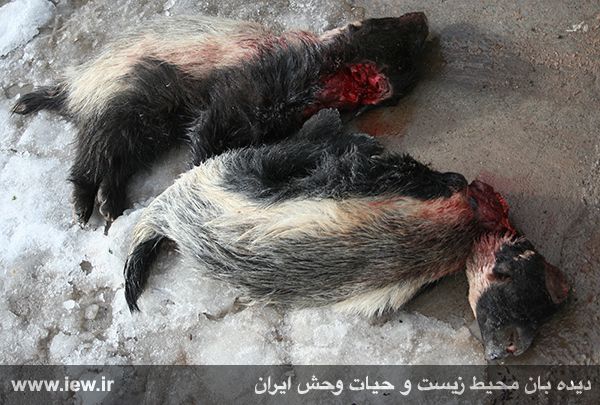 کشتار بیرحمانه یک جفت رودک عسلخوار در بافت کشتار بیرحمانه یک جفت رودک عسلخوار در بافت