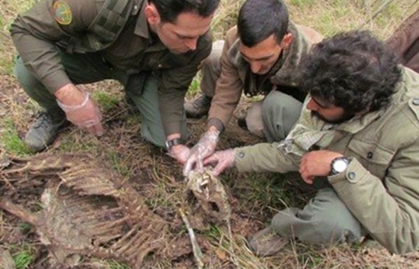 لاشه یک پلنگ ایرانی در پارک ملی گلستان کشف شد