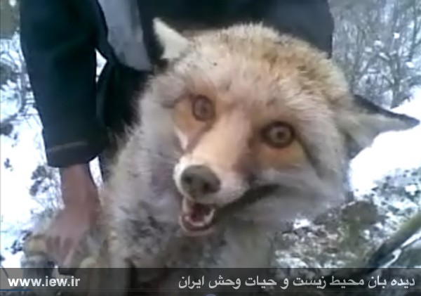 91 روز زندان برای عامل کشتار بی رحمانه یک روباه 91 روز زندان برای عامل کشتار بی رحمانه یک روباه