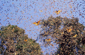کوچ ميليون‌ها پروانه سلطنتی به مکزيک