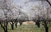زیبایی های فصل بهار و شکوفه درختان در شیراز