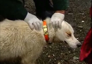 واکسیناسیون و درمان سگ های کوهستان
