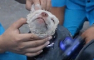 نجات توله سگ با محلول آب و صابون از داخل لوله فلزی