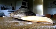 ویدئویی عجیب از لیسیدن نمک توسط یک صدف!!
