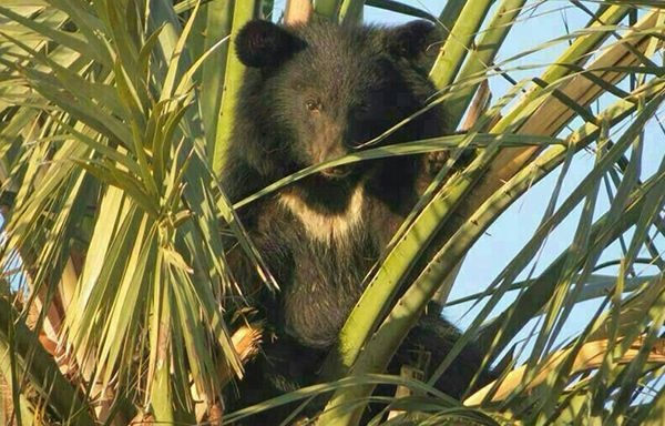 خرس سیاه بلوچی یک گام به انقراض نزدیک شد