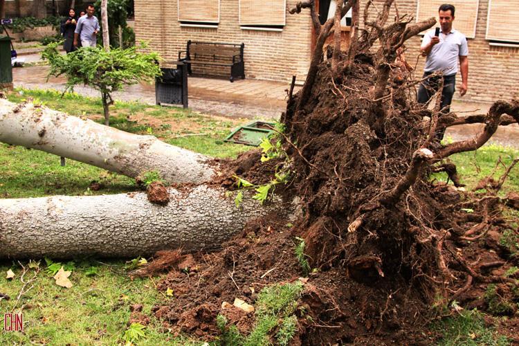 توفان درختان باغ نگارستان تهران را شکست