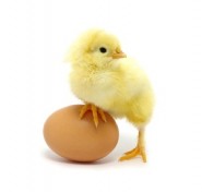گزارشی به مناسبت روز جهانی تخم مرغ