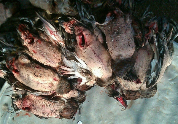 کشتار بی‌رحمانه پرندگان مهاجر در هورالعظیم