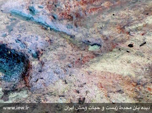کشتن و آتش زدن یک پلنگ ماده و توله‌اش در بهشهر +تکمیلی