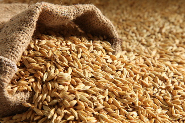 تولید گندم در ایران؛ ۲۵ درصد بیش از میانگین ۵ سال اخیر