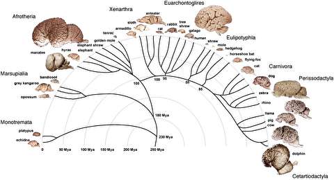 مقایسه مغز انسان با سایر حیوانات