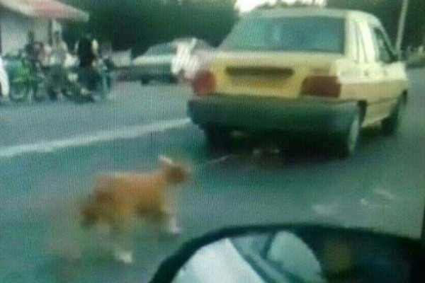 تکرار سگآزاری در شفت تکرار سگآزاری در شفت