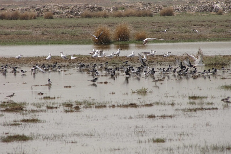  			 				 					زمستان‌گذرانی پرندگان در تالاب یوسفکند مهاباد 				 			 		