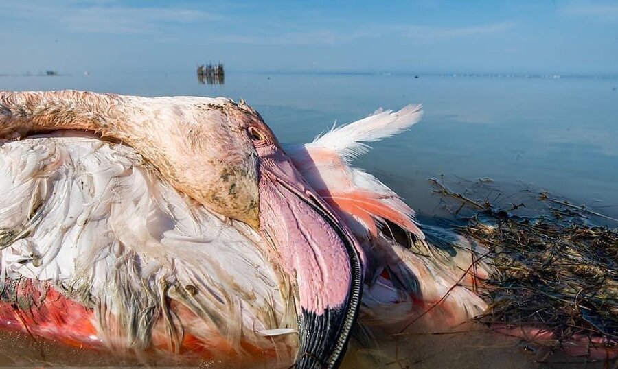                                                    افشای راز مرگ عجیب ۲۰هزار پرنده مهاجر در میانکاله                                       