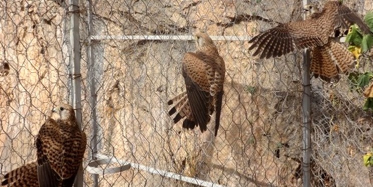  			 				 					کشف ۷۴ پرنده قاچاق در باغ پرندگان مشهد 				 			 		