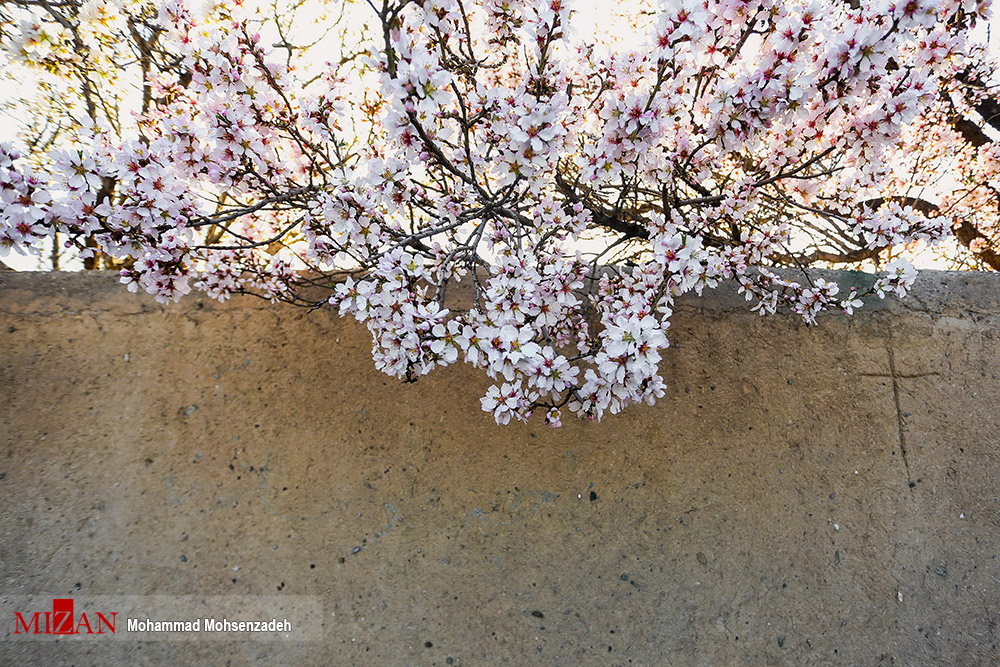 شکوفه های بهاری - قم - تابناک | TABNAK