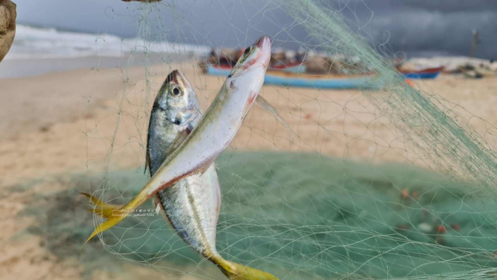 بحر غزة يجود بخيراته على الصيادين بعد المنخفض الجوي