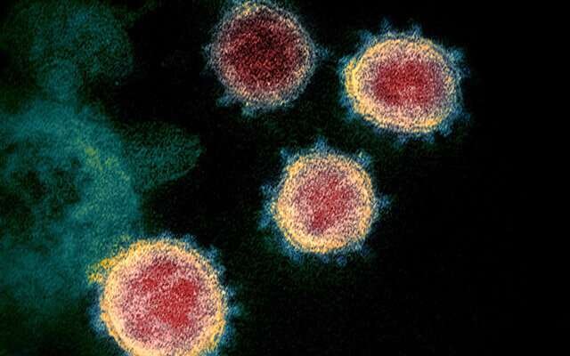                                                    تشخیص کروناویروس زنده روی مدفوع بیماران                                       