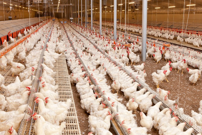 بی توجهی ستاد تنظیم بازار به هشدار و پیش بینی تابناک/ چرا مرغ از قفس پرید؟