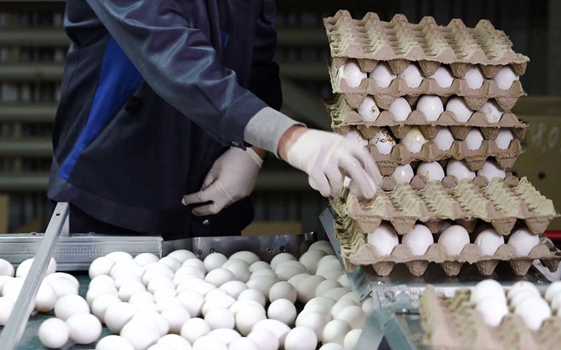 نوسان قیمت تخم‌ مرغ مانند دلار شده است/ در نبود تدبیر، واردکننده تخم مرغ می‌شویم؟!