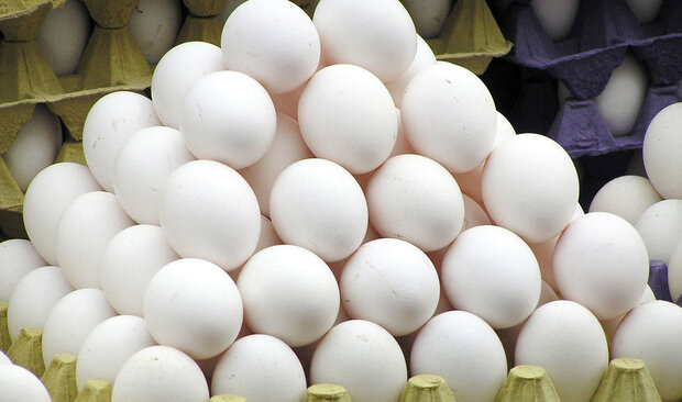 بازگشت قیمت تخم مرغ به نرخ مصوب تا دو روز آینده - تابناک | TABNAK