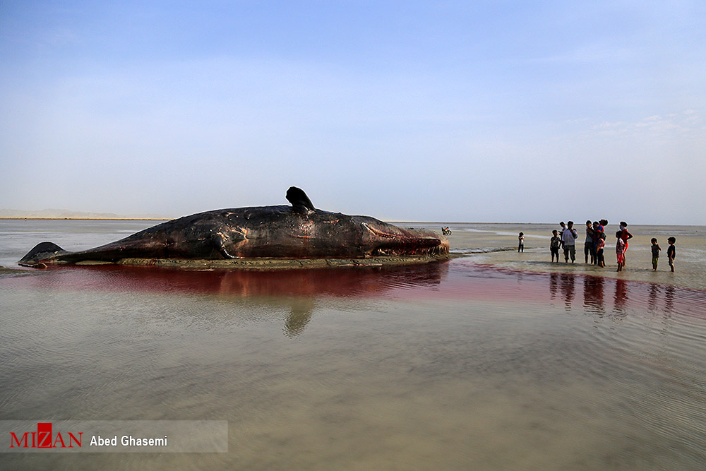 لاشه نهنگ در ساحل سیریک - هرمزگان - تابناک | TABNAK