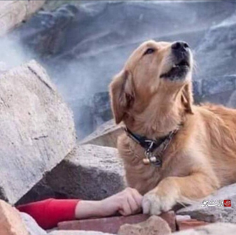                                                   سگی که قهرمان زلزله مهیب ازمیر لقب گرفت                                       
