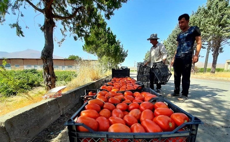                                                    گوجه فرنگی تا ۲۰ روز آینده ارزان می‌شود                                       