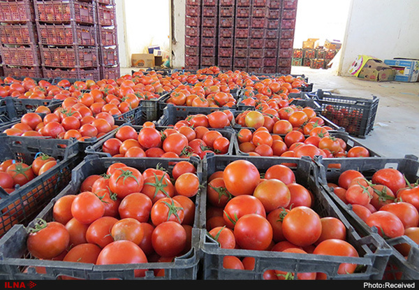                                                    کاهش قیمت گوجه تازه‌ رس                                       