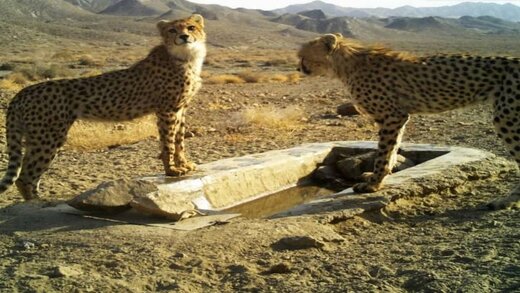 فقط ۱۲ یوزپلنگ ایرانی باقی مانده است - تابناک | TABNAK