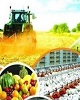 تشکیل ستاد تنظیم بازار کشاورزی/ اختیارات بازار به وزارت جهاد بازگشت