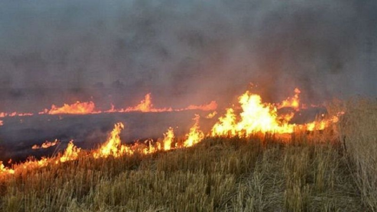                                                   مهار آتش سوزی در جنگل های سروآباد                                       
