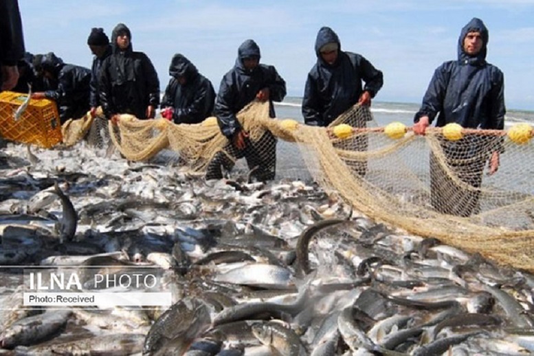                                                    تغییرات جوی میزان ماهی‌ دریا را کاهش داد                                       
