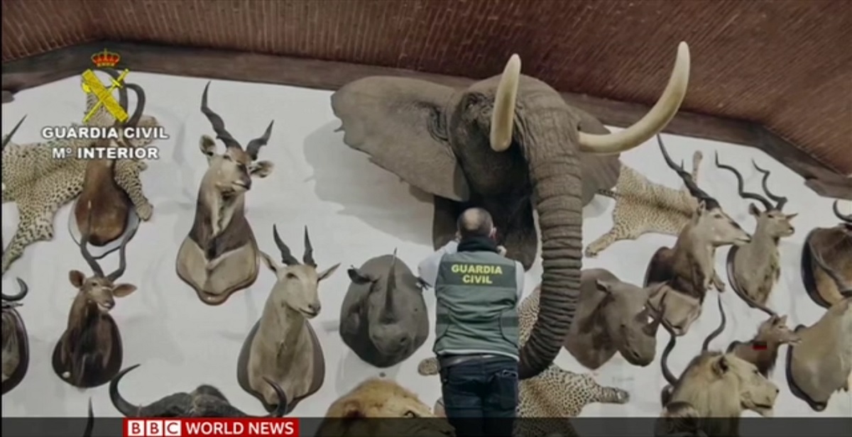                                                    کشف محموله بزرگ حیوانات تاکسیدرمی شده در اسپانیا                                       