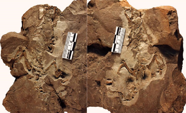 کشف فسیل ۳۰۵ میلیون ساله یک خزنده عجیب درختی!