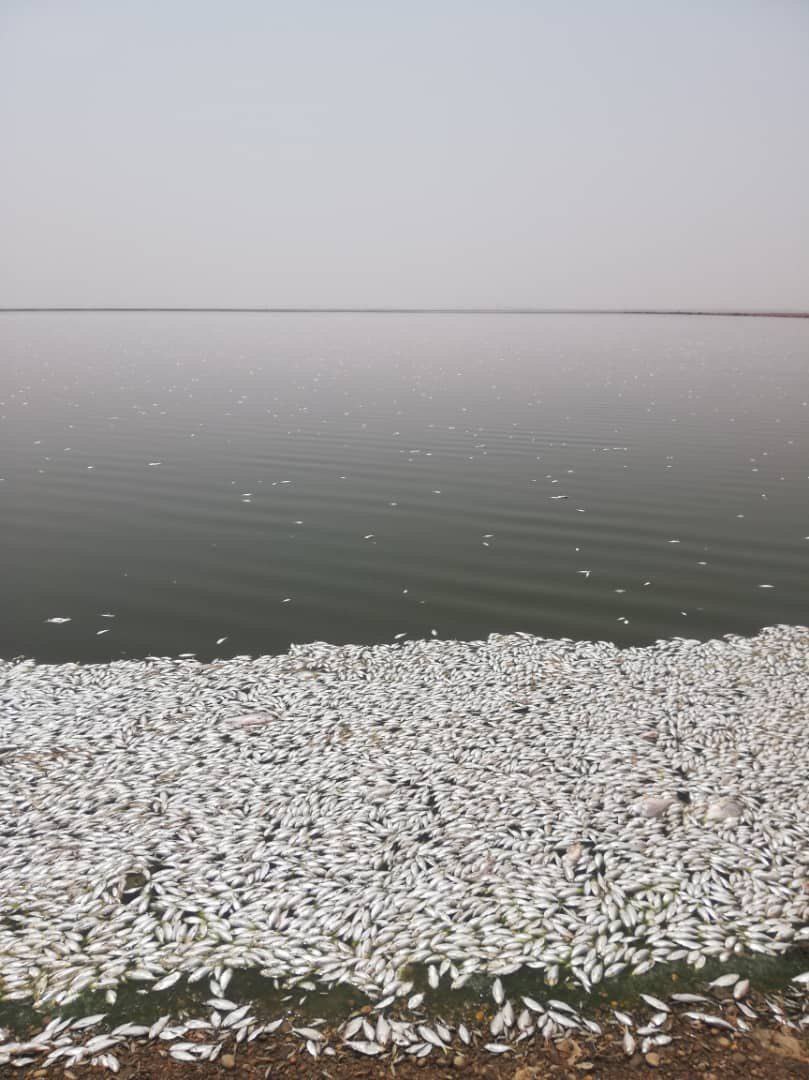                                                    مرگ ماهیان دریاچه استحصال نمک بندر ماهشهر                                       