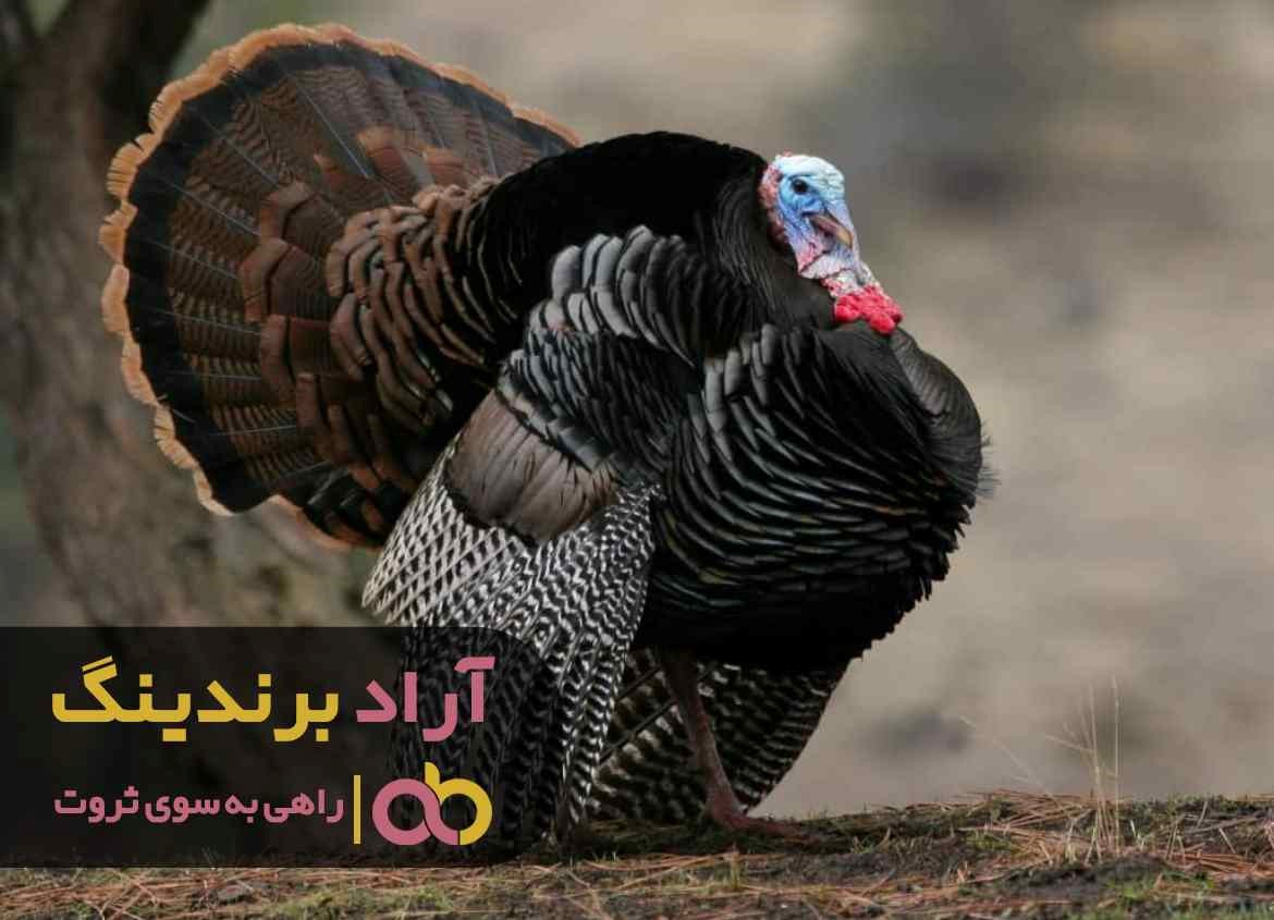 خرید بوقلمون وحشی نر ایران