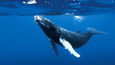 جانوران شگفت انگیز اعماق اقیانوس‌ها