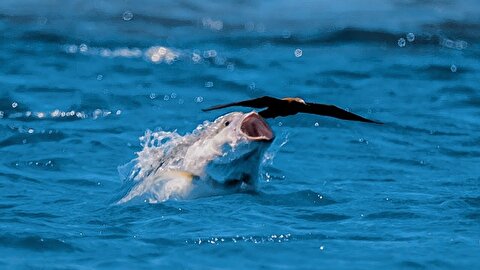 از شکار پرنده توسط ماهی تا حیات عمق اقیانوس
