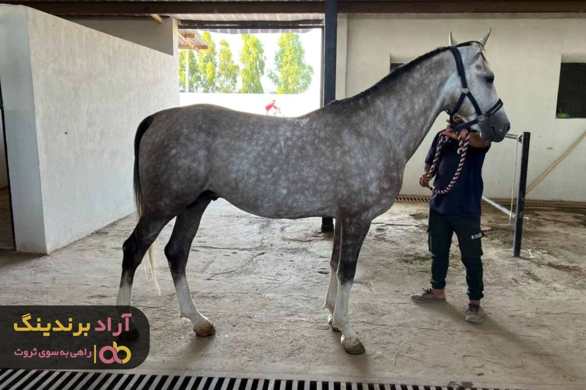 نرخ های قیمت اسب ترکمن بر چه اساسی تعیین می شود؟