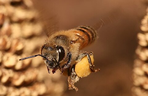 چگونه زنبورها عسل تولید می‌کنند؟
