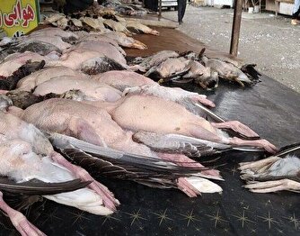 خبر خوش محیط زیستی که به شدت تکراری است!