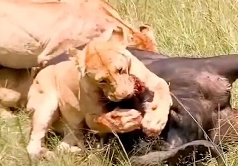 تکنیک شیرها برای کنترل شکار عظیم الجثه