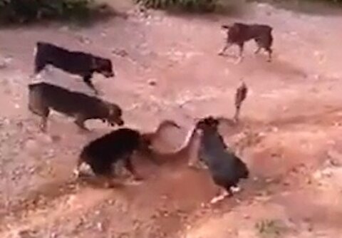 نبرد مرگبار مار کبرا با پنج سگ وحشی