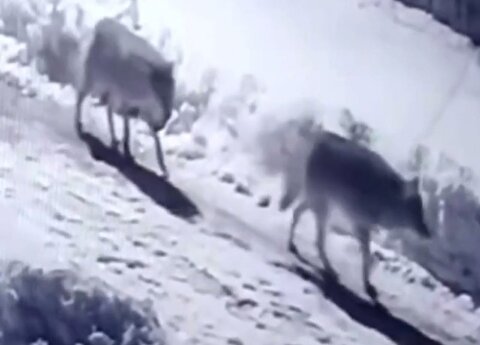جولان گرگ‌ها در یک روستا