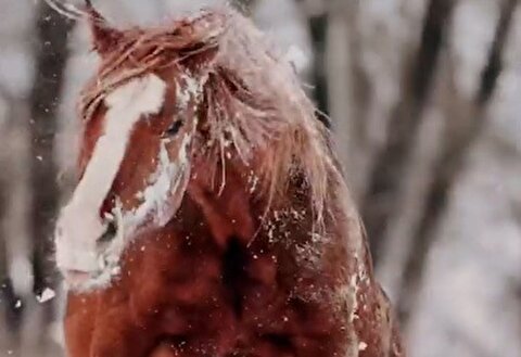 شکوه اسب وحشی در میان برف