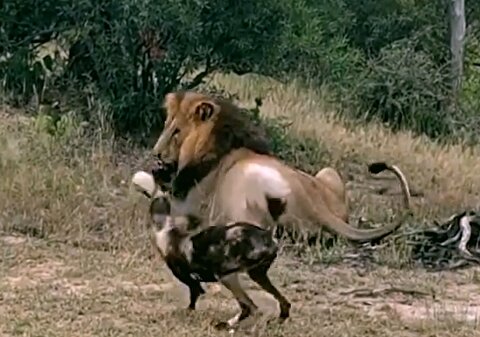 شکار سریع سگ وحشی توسط شیر