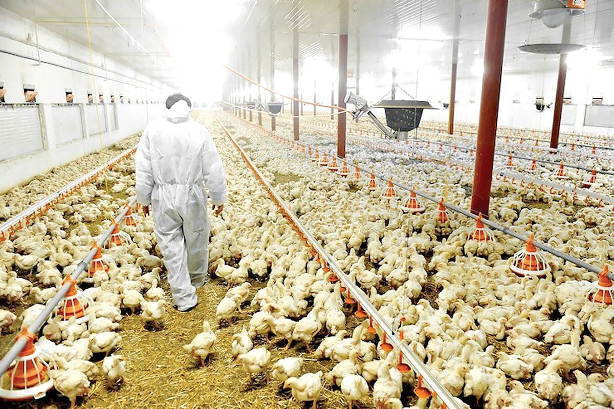 وزیر جهاد کشاورزی: تولید مرغ رکورد زد