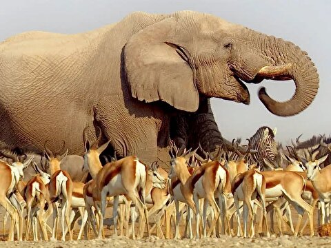 مستند حیات وحش بکر آفریقا